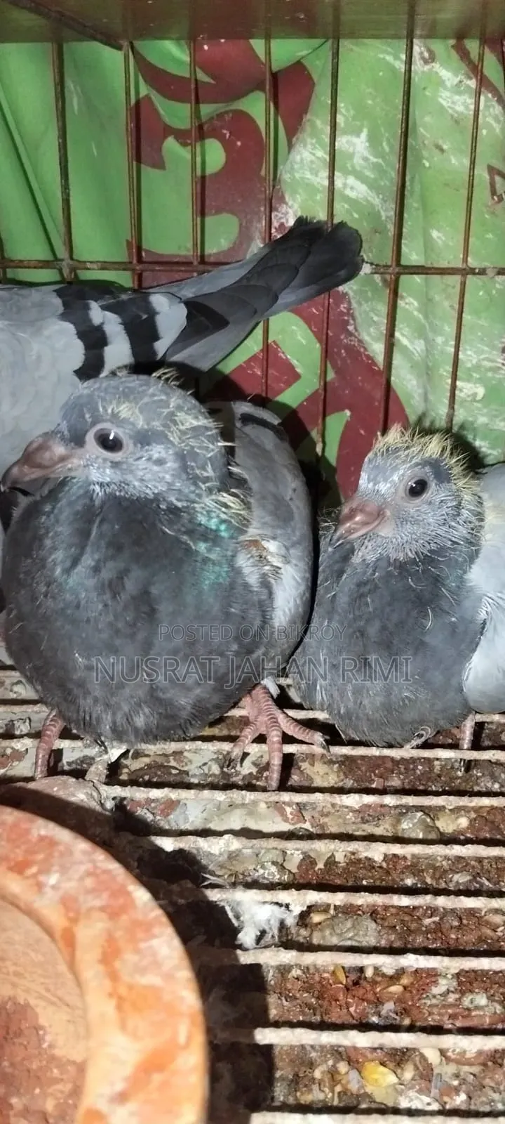 Racer Pigeon