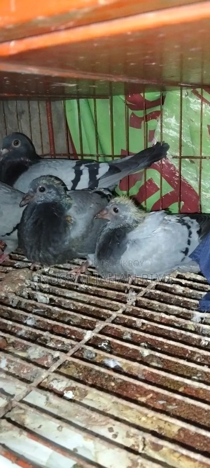 Racer Pigeon