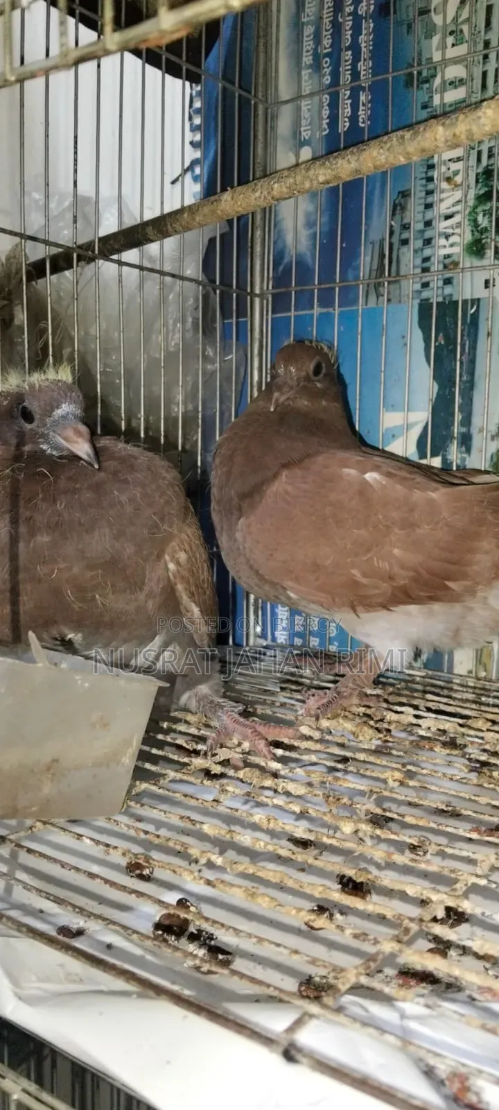Racer Pigeon
