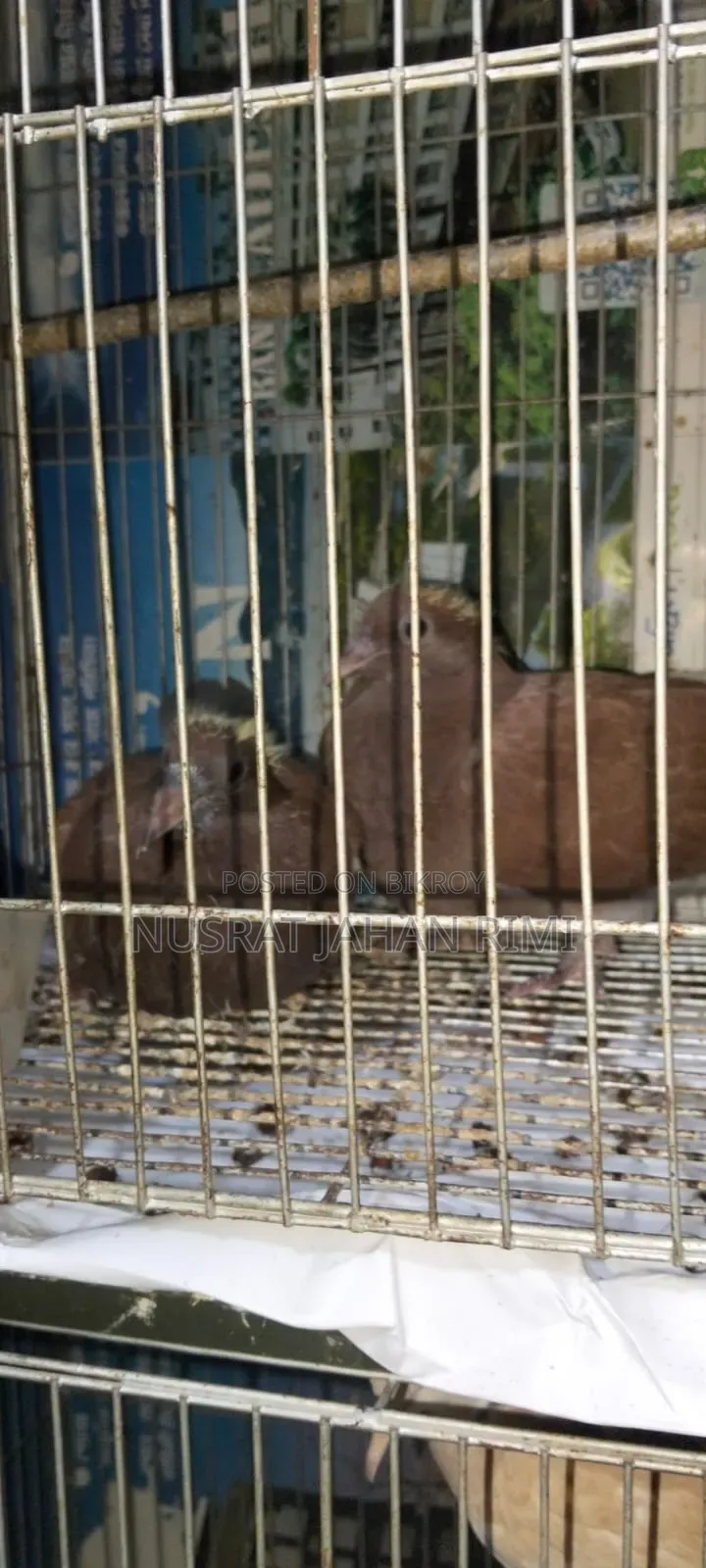 Racer Pigeon