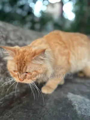 1+ Year Female Purebred Persian