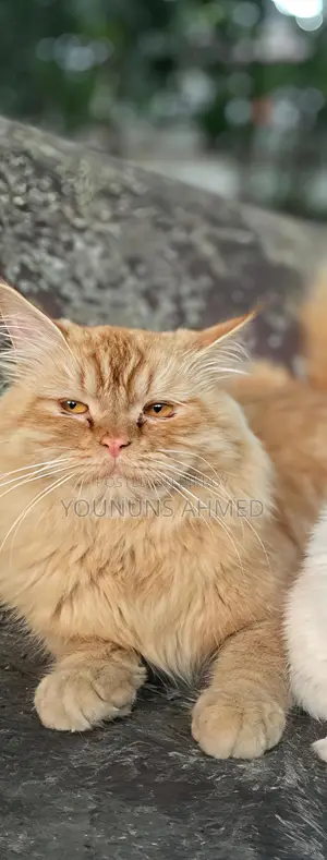 1+ Year Female Purebred Persian