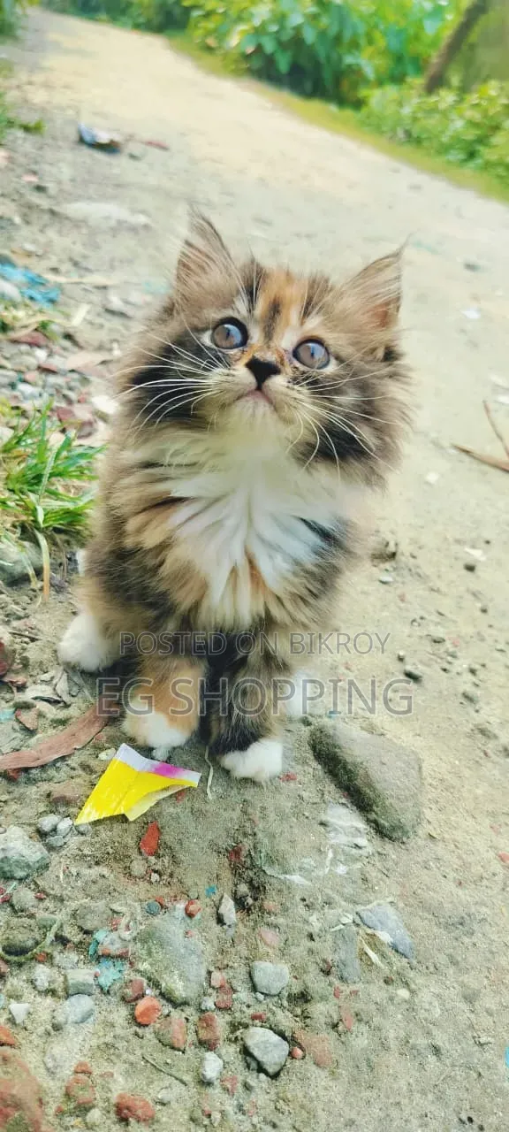 1-3 Months Female Purebred Persian