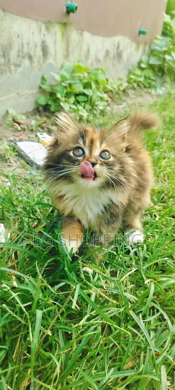 1-3 Months Female Purebred Persian