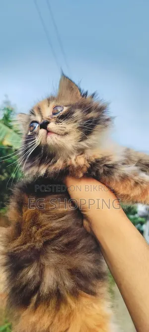 1-3 Months Female Purebred Persian