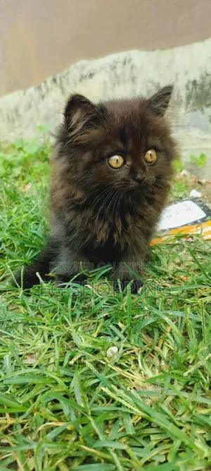 1-3 Months Male Purebred Persian