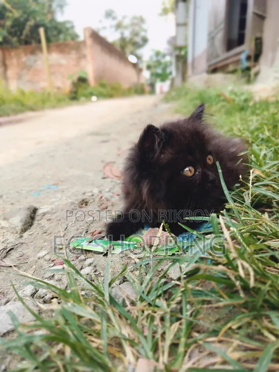 1-3 Months Male Purebred Persian