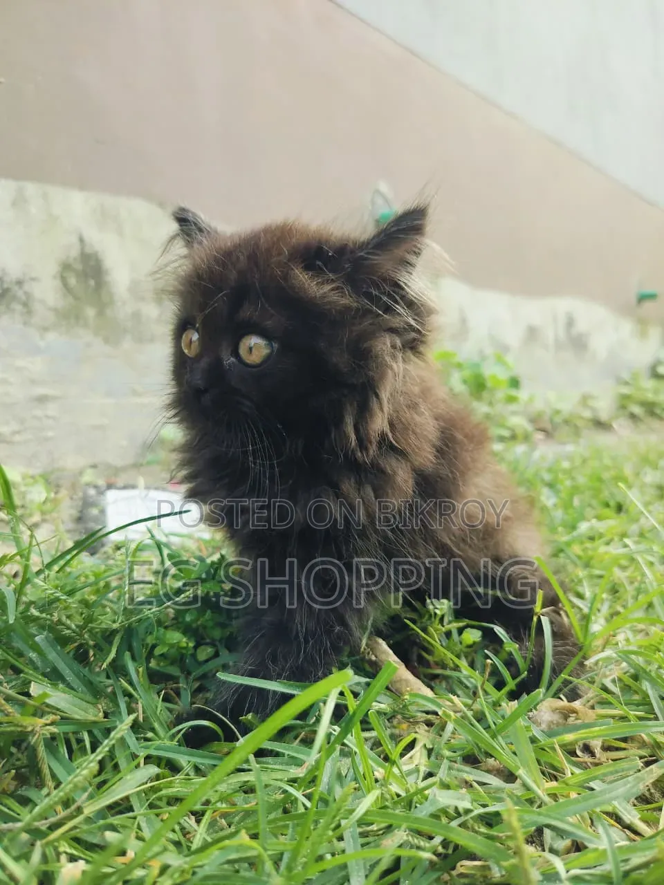 1-3 Months Male Purebred Persian