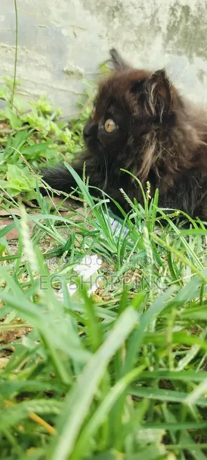 1-3 Months Male Purebred Persian