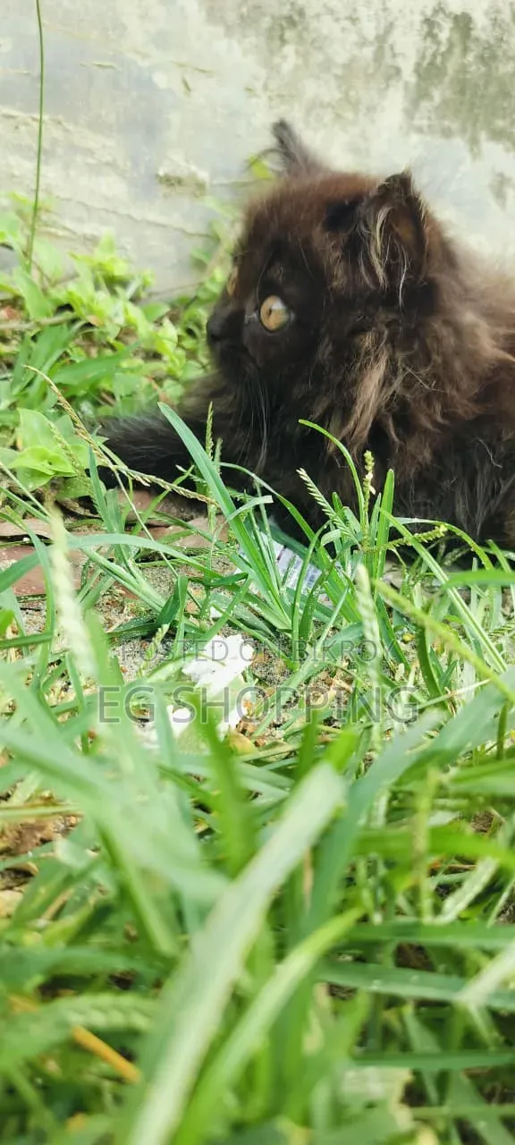 1-3 Months Male Purebred Persian