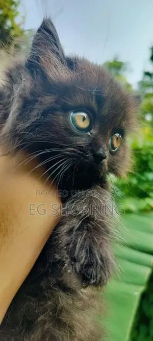 1-3 Months Male Purebred Persian