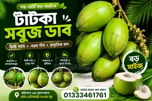 গাছ থেকে সদ্য নামানো টাটকা সবুজ ডাব | বড় সাইজ | মিষ্টি পানি