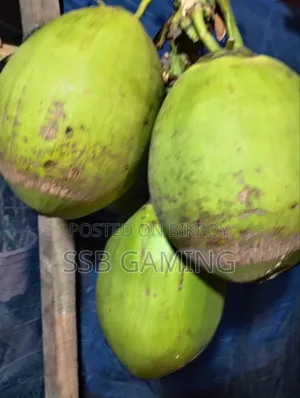 গাছ থেকে সদ্য নামানো টাটকা সবুজ ডাব | বড় সাইজ | মিষ্টি পানি
