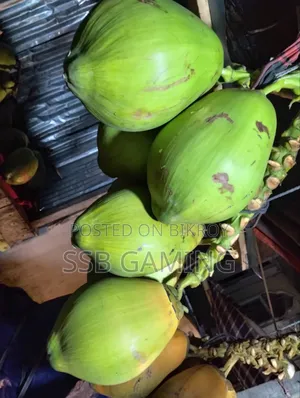 গাছ থেকে সদ্য নামানো টাটকা সবুজ ডাব | বড় সাইজ | মিষ্টি পানি