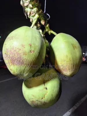 গাছ থেকে সদ্য নামানো টাটকা সবুজ ডাব | বড় সাইজ | মিষ্টি পানি