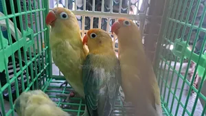 Full Adult Lovebird Package (3 Birds)