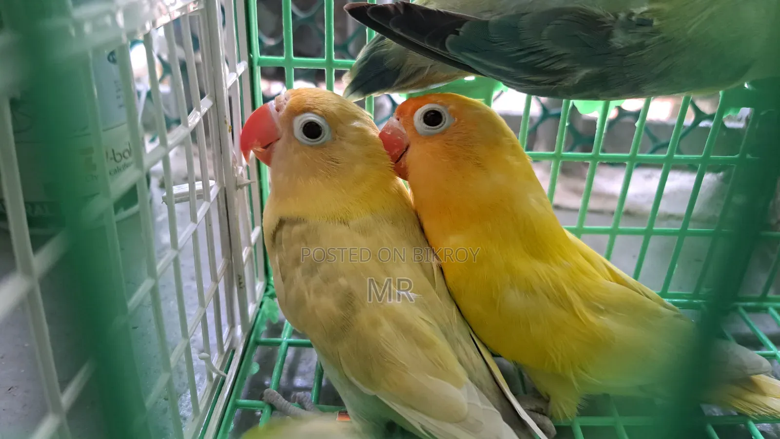 Full Adult Lovebird Package (3 Birds)