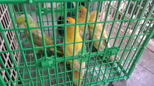 Full Adult Lovebird Package (3 Birds)