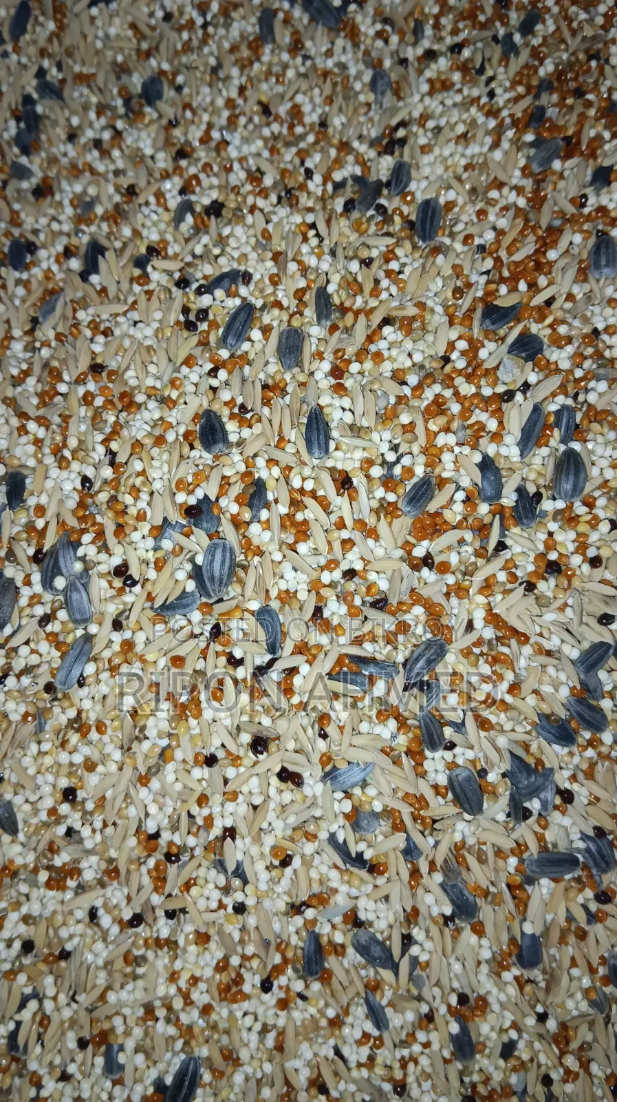 Cockatiel Seed Mix Regular - 1 KG
