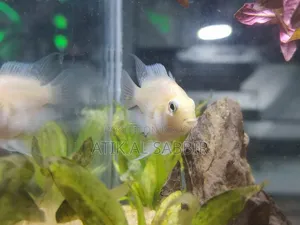 Polar Parrot