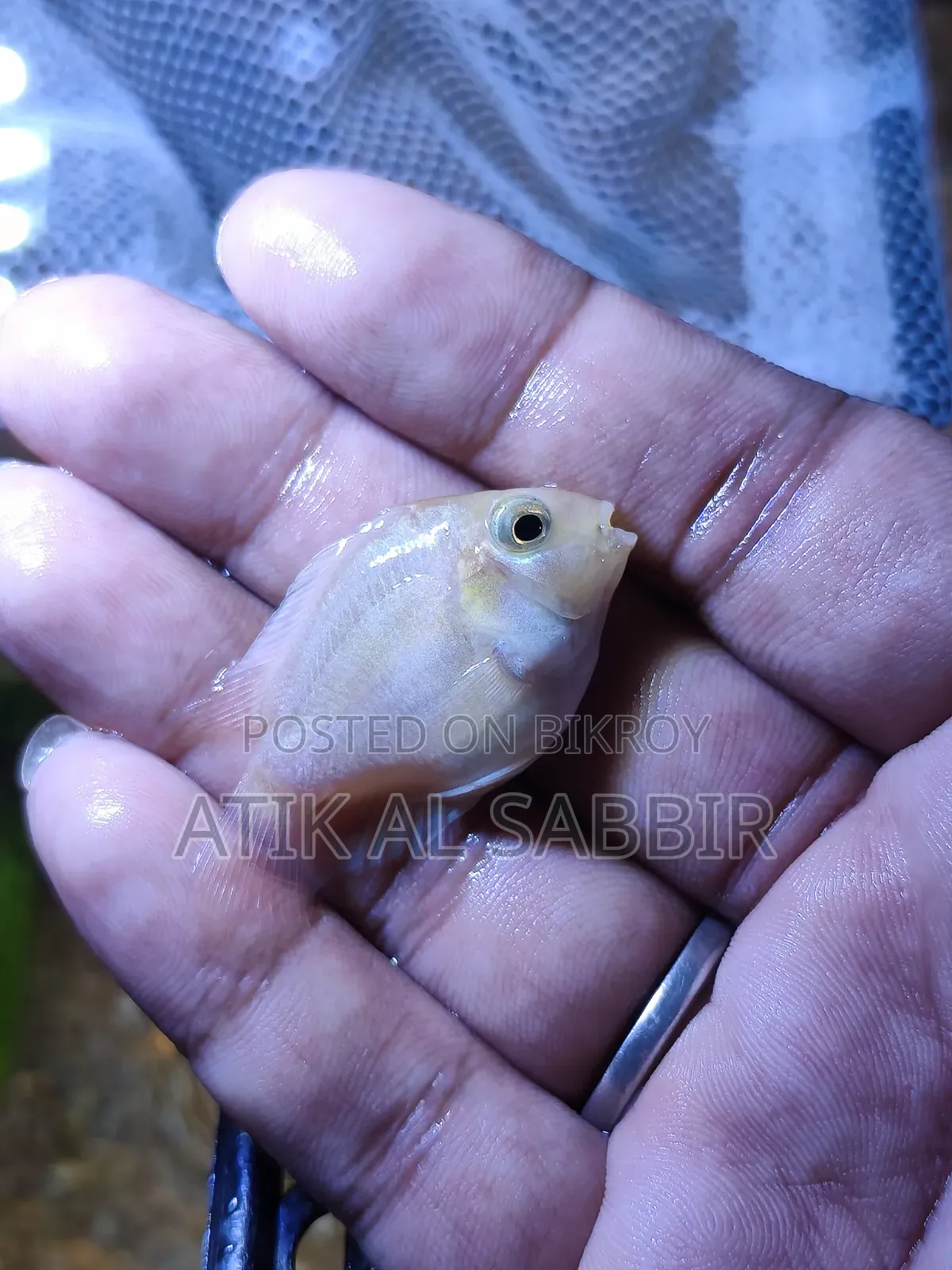 Polar Parrot