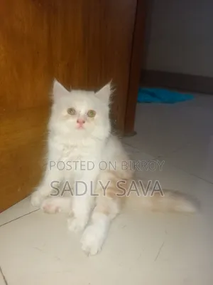 3-6 Months Male Purebred Persian