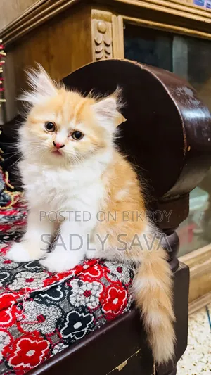 3-6 Months Male Purebred Persian