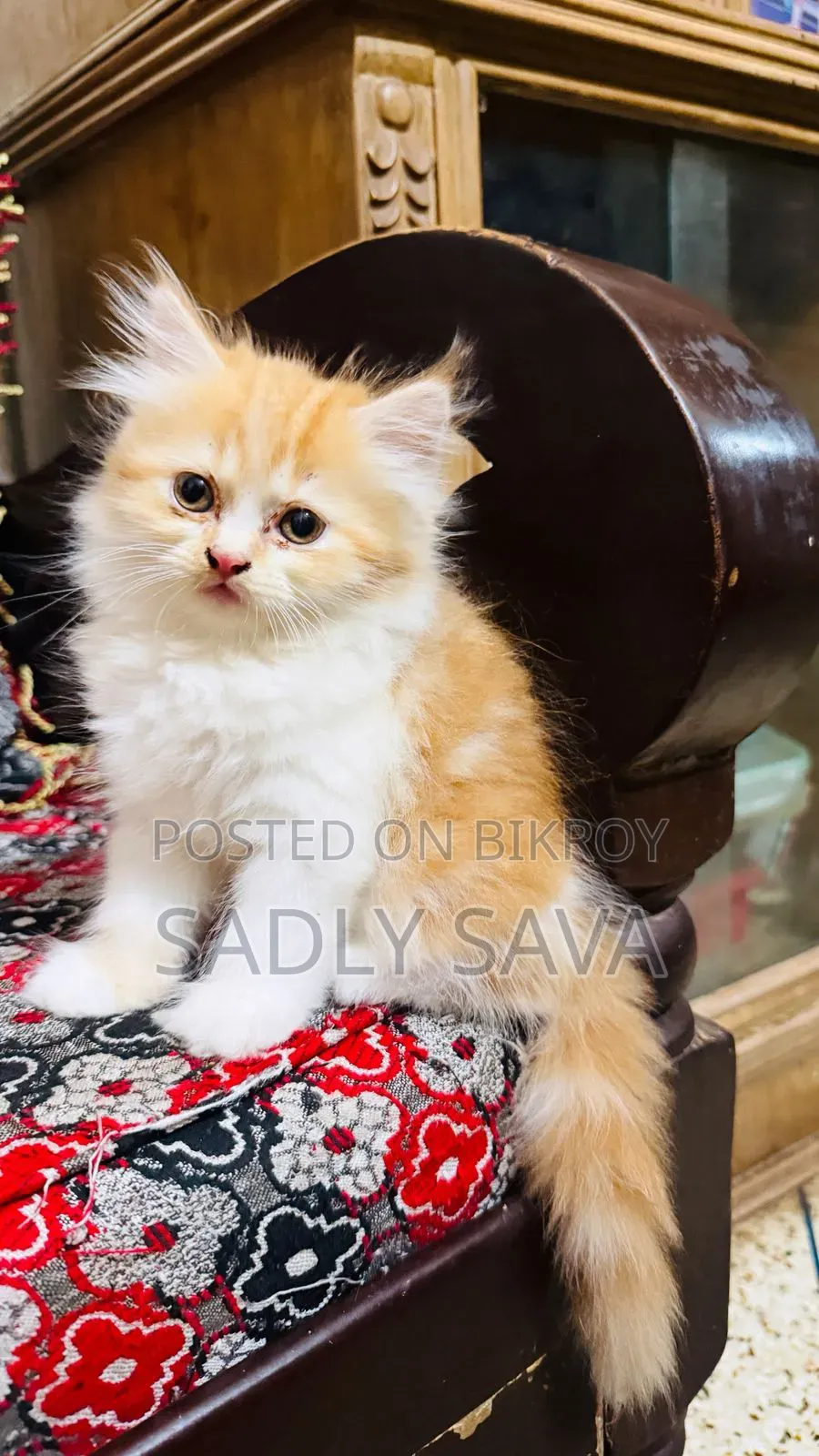 3-6 Months Male Purebred Persian