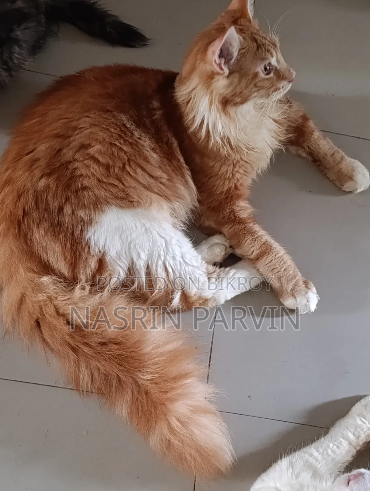 3-6 Months Male Purebred Maine Coon