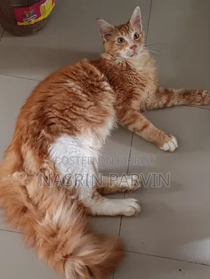 3-6 Months Male Purebred Maine Coon