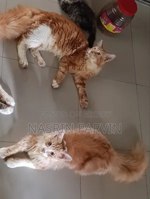 3-6 Months Male Purebred Maine Coon