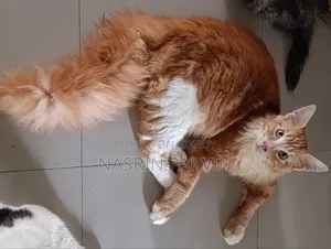 3-6 Months Male Purebred Maine Coon