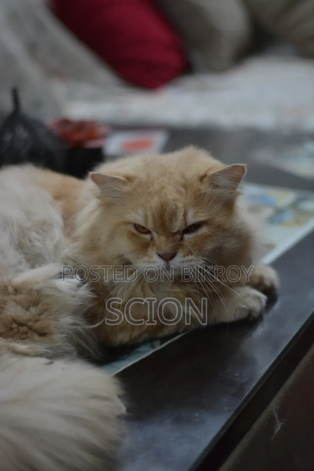 6-12 Months Male Purebred Persian
