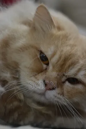 6-12 Months Male Purebred Persian