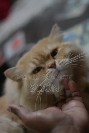 6-12 Months Male Purebred Persian