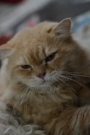 6-12 Months Male Purebred Persian