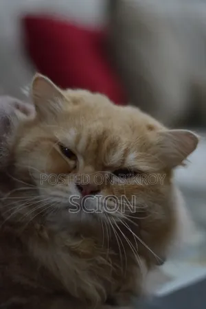 6-12 Months Male Purebred Persian