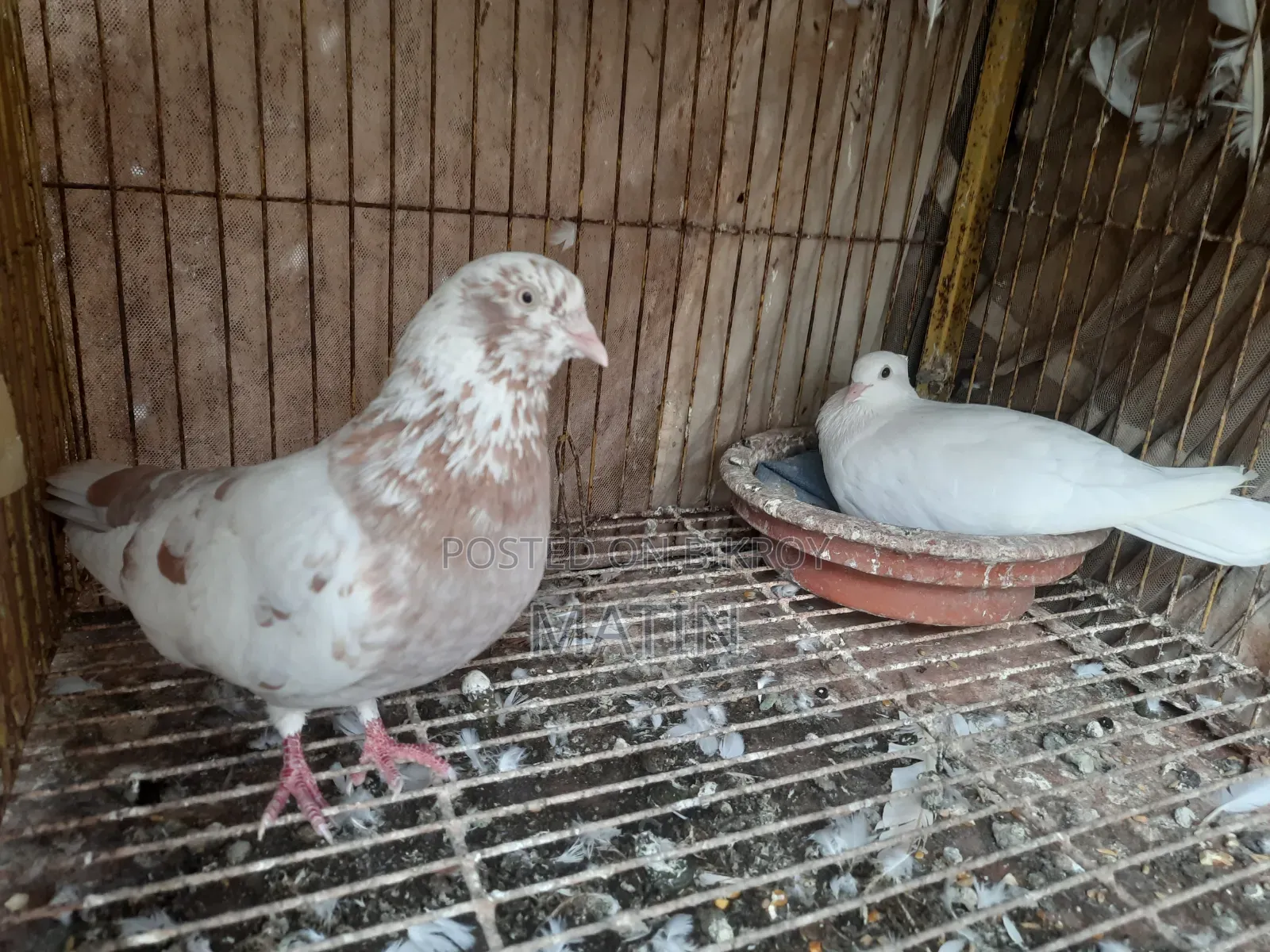 1 Pair of Pigeons