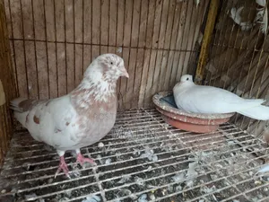 1 Pair of Pigeons