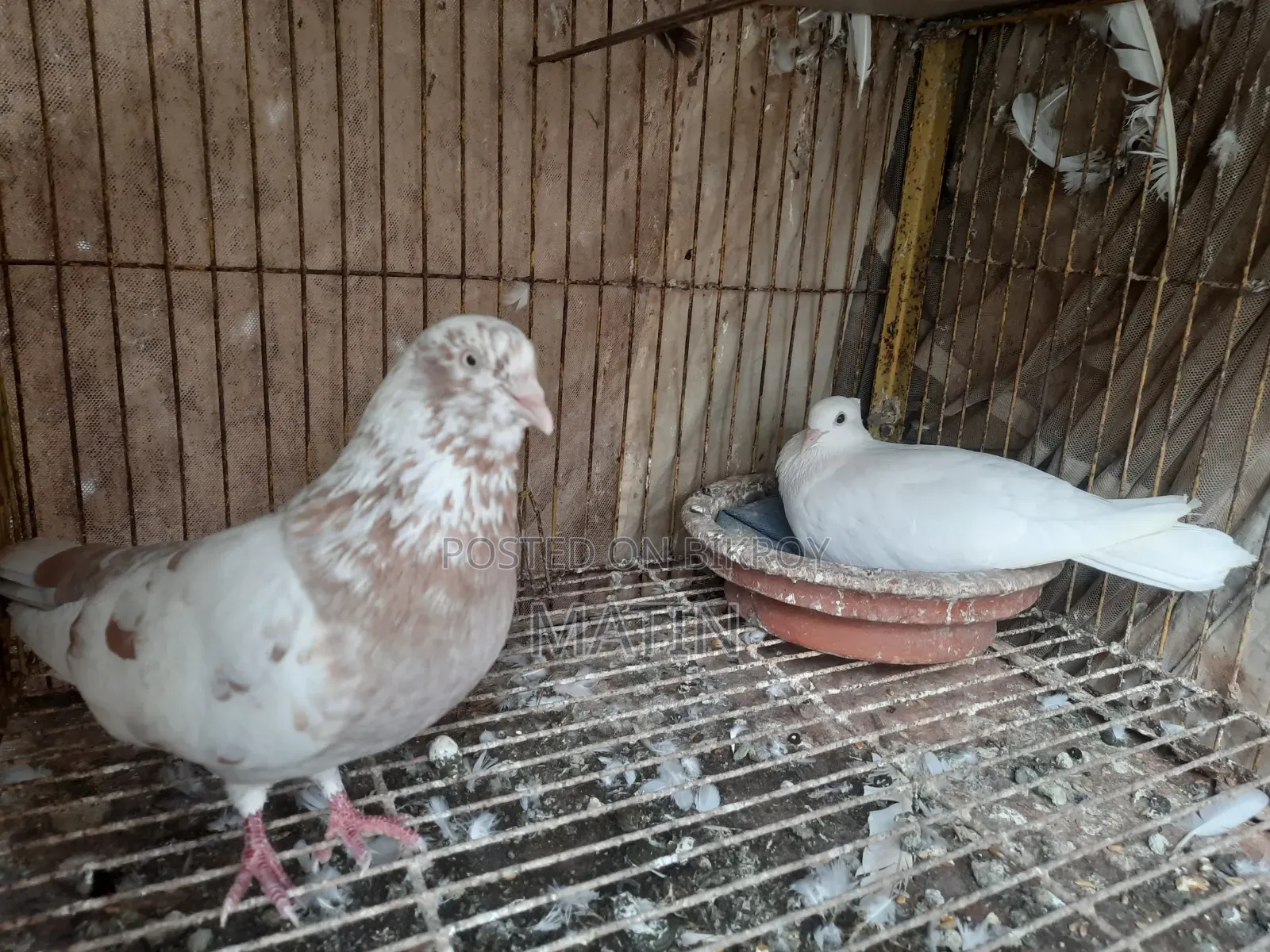 1 Pair of Pigeons