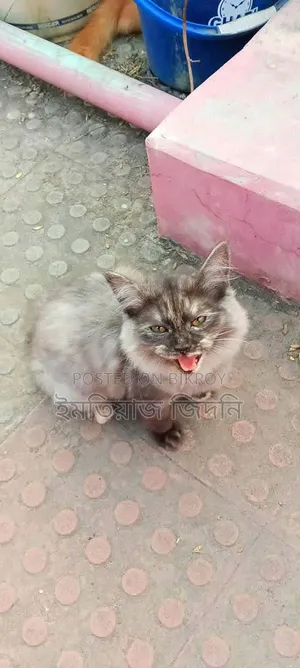 1+ Year Female Purebred Persian