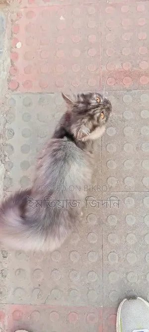 1+ Year Female Purebred Persian