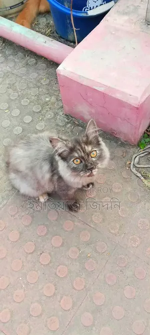1+ Year Female Purebred Persian