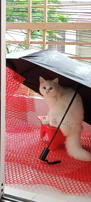 1+ Year Female Purebred Persian