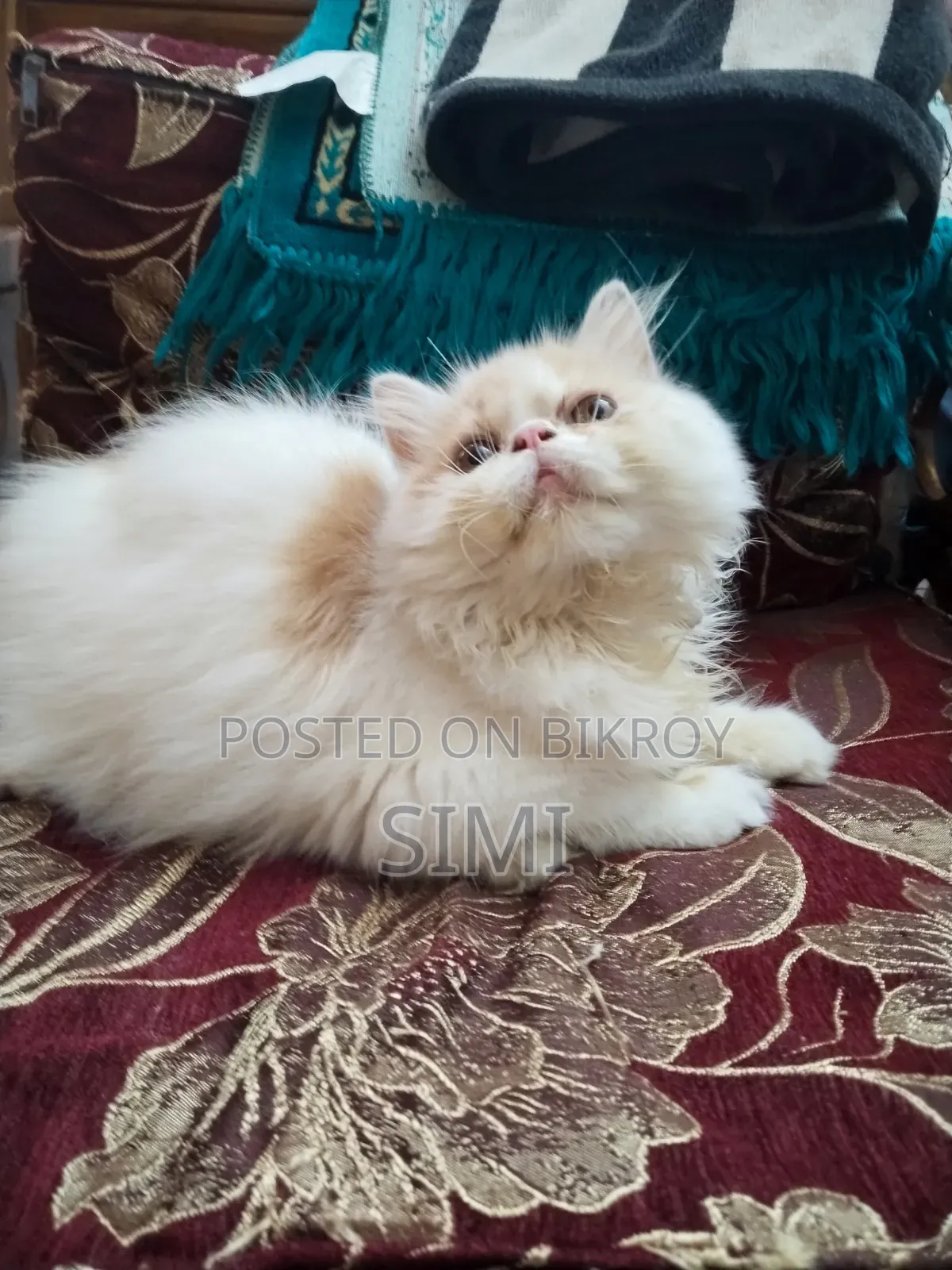 3-6 Months Female Purebred Exotic