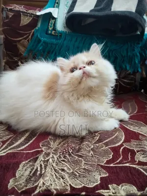 3-6 Months Female Purebred Exotic