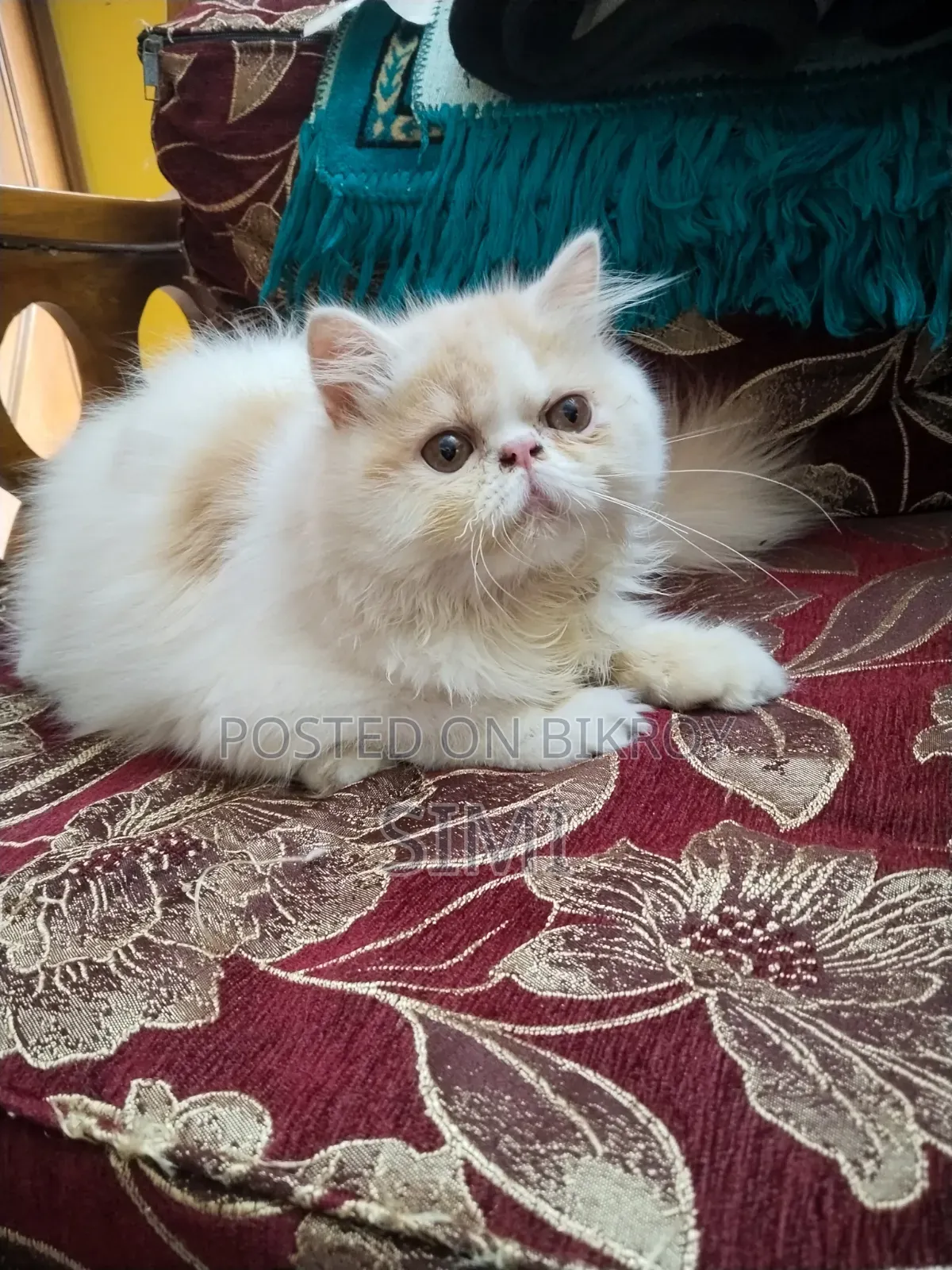 3-6 Months Female Purebred Exotic