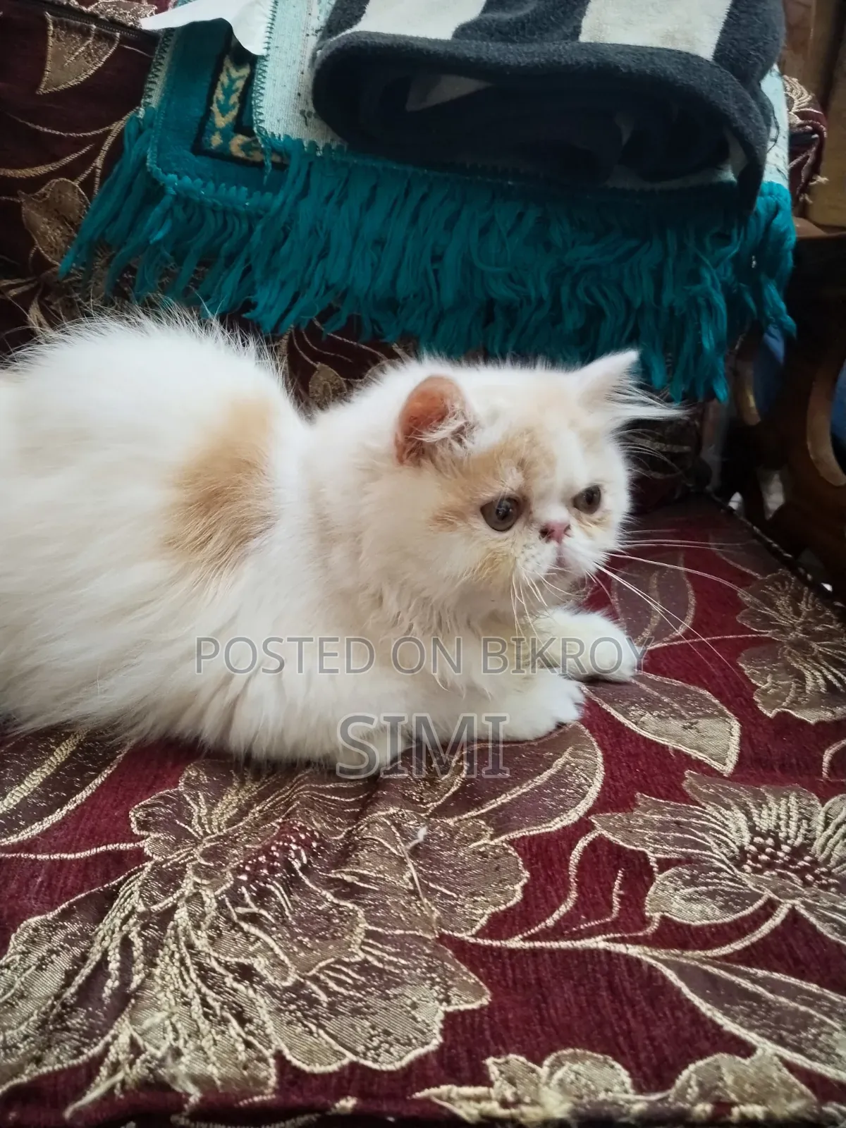3-6 Months Female Purebred Exotic