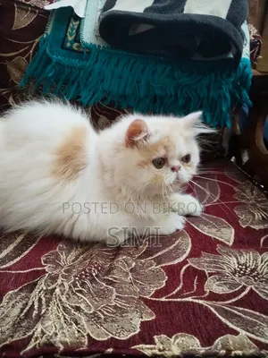 3-6 Months Female Purebred Exotic