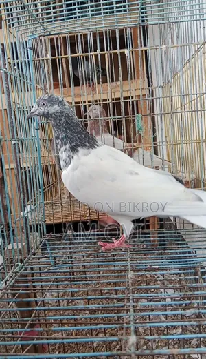 একটি পায়রা বিক্রি হবে